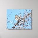 Pesquisar por tordo madeira Animais selvagens