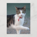 Pesquisar por mãe do gato cartoes postais Friend