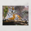 Pesquisar por tigre colorido cartoes postais Animal