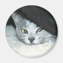 Pesquisar por sneaky Animal de estimação