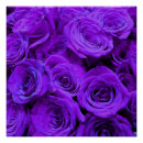 Pesquisar por violeta pôsteres Rosas