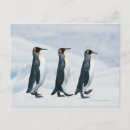 Pesquisar por pinguins bonitos cartoes postais Vida selvagem