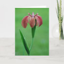 Pesquisar por flores nativas cartoes Planta nativa