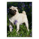 Pesquisar por pug da jovem corça cartoes postais Alerta