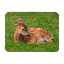 Pesquisar por wild imas Nature