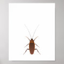 Pesquisar por baratas pôsteres Inseto