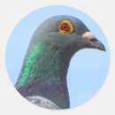 Pesquisar por penas coloridas adesivos Bico