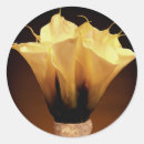 Pesquisar por calla lilly Lírio de calla