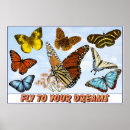 Pesquisar por borboleta monarca azul pósteres pôsteres Borboletas