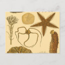 Pesquisar por medusa cartoes postais Estrelas