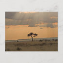 Pesquisar por paisagem africana cartoes postais Árvore