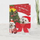 Pesquisar por maltese puppy cartoes Malteses