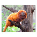 Pesquisar por macaco folha artes pôsteres Vermelho