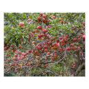 Pesquisar por árvore de maçã pôsteres Queda