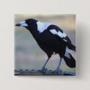 Pesquisar por magpie Pássaro