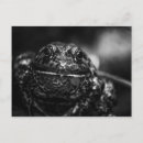 Pesquisar por sapo de sorriso Fotografia