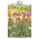 Pesquisar por tulipa cantis Colorido