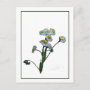 Pesquisar por daisy cartoes postais Botânico