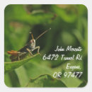 Pesquisar por grilo adesivos Inseto