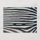 Pesquisar por fundo zebra cartoes postais Natureza
