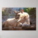 Pesquisar por feltro pôsteres Gatos