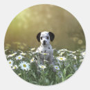 Pesquisar por cão preto e branco adesivos Cãozinho