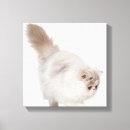 Pesquisar por gatos bonitos impressão de canvas Fotografia do gato