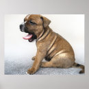 Pesquisar por staffies pósteres pôsteres Touro