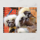 Pesquisar por cartão do macaco cartoes postais Fofofo