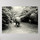 Pesquisar por elefante preto e branco pôsteres Animais selvagens
