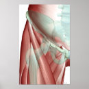 Pesquisar por músculo corpo humano artes pôsteres Médica