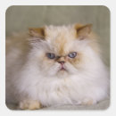 Pesquisar por olhos azuis adesivos Horizontal