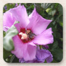 Pesquisar por hibiscus porta copos Flores