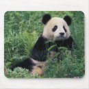 Pesquisar por panda gigante Ambiente