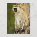 Pesquisar por macaco vervet cartoes postais Chlorocebus pygerythrus