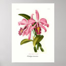 Pesquisar por orquídea cattleya pôsteres Botânico