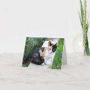 Pesquisar por parodia cartoes Paródia