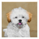 Pesquisar por lhasa apso pôsteres Retrato