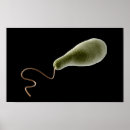 Pesquisar por ampliação pôsteres Ciência