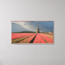 Pesquisar por tulipas cor rosa impressão de canvas Primavera