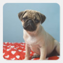 Pesquisar por filhote cachorro pug adesivos Cães