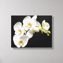 Pesquisar por orquídea branca impressão de canvas Branco