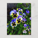 Pesquisar por viola amarela cartoes postais Verde