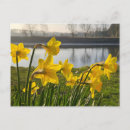 Pesquisar por daffodil ensolarado Primavera