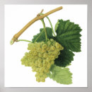 Pesquisar por uvas para vinho pósteres pôsteres Agricultura