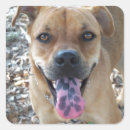 Pesquisar por muco adesivos Pup