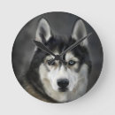 Pesquisar por rouco siberian relogios de parede Cão