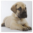 Pesquisar por filhote de cachorro azulejos Comprimento completo