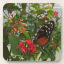 Pesquisar por lagarta borboleta copos bares Asas