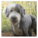 Pesquisar por filhote de cachorro azulejos Horizontal